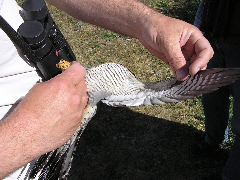 Common Cuckoo, Sundre 20080603